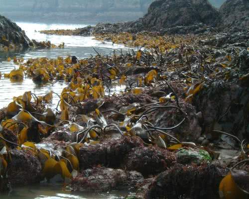 Kelps (Laminaria spp)